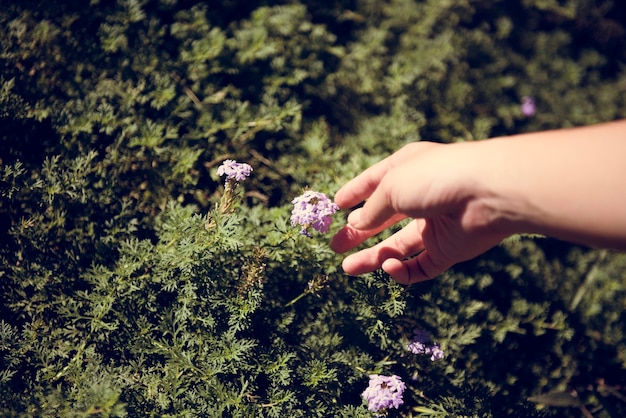 Foto gratuita mano que alcanza hacia fuera para las flores púrpuras