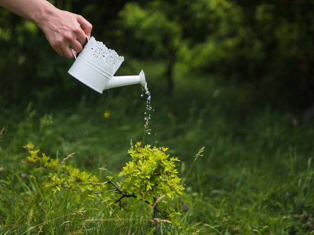 Mano que riega la planta de la regadera blanca