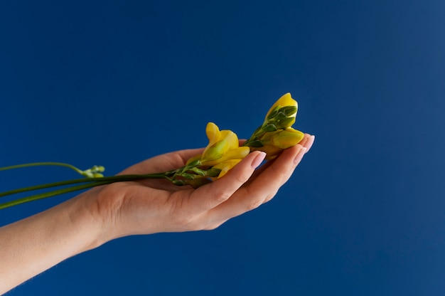 Mano que sostiene la flor elegante