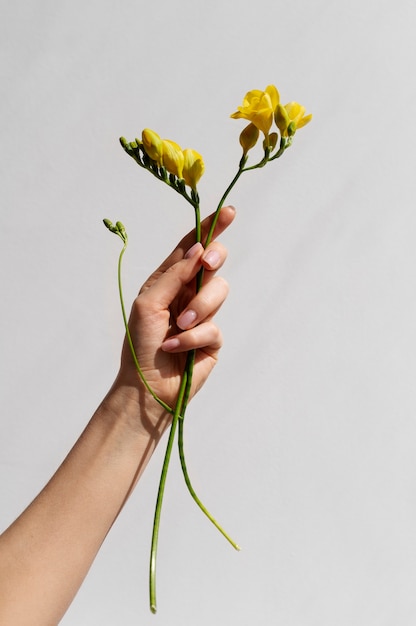 Mano que sostiene la flor elegante