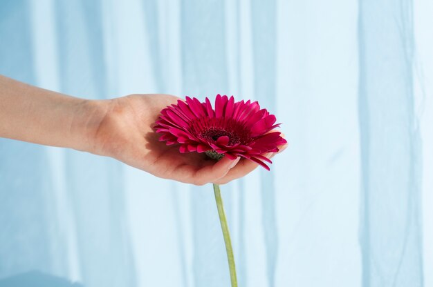 Mano que sostiene la flor elegante