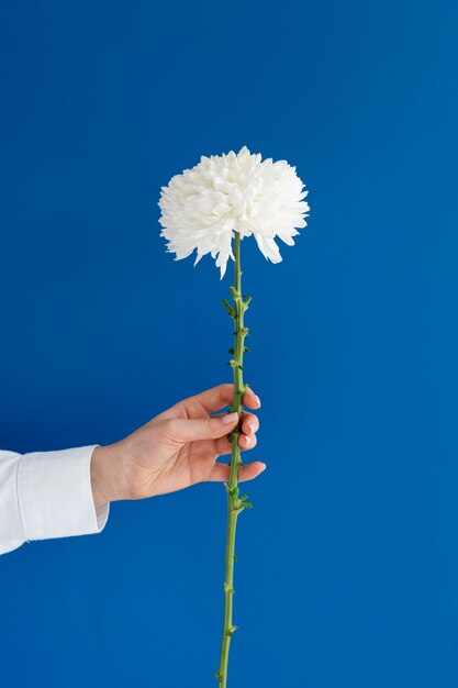 Mano que sostiene la flor elegante