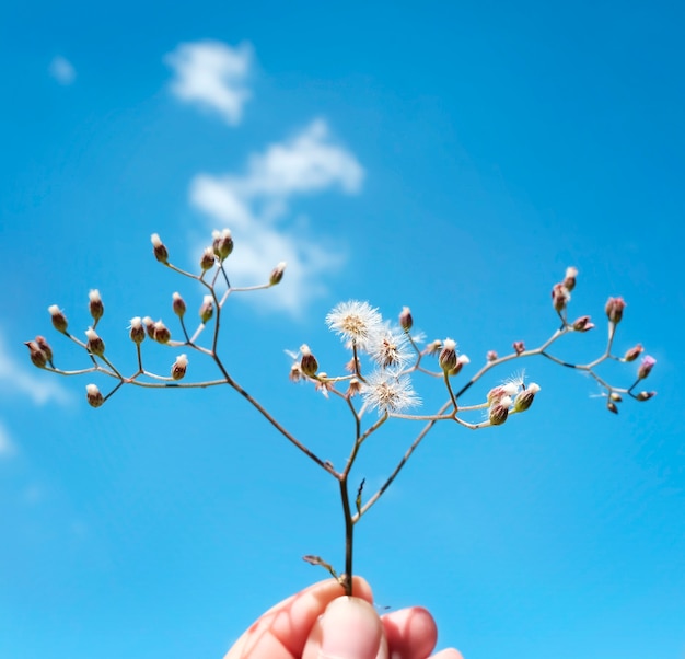 Mano que sostiene la flor recogiendo el concepto de refresco de la naturaleza