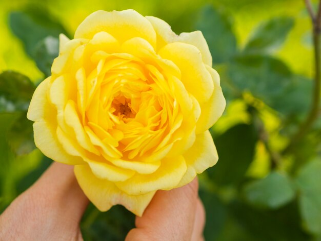 Mano que sostiene la hermosa rosa de primavera