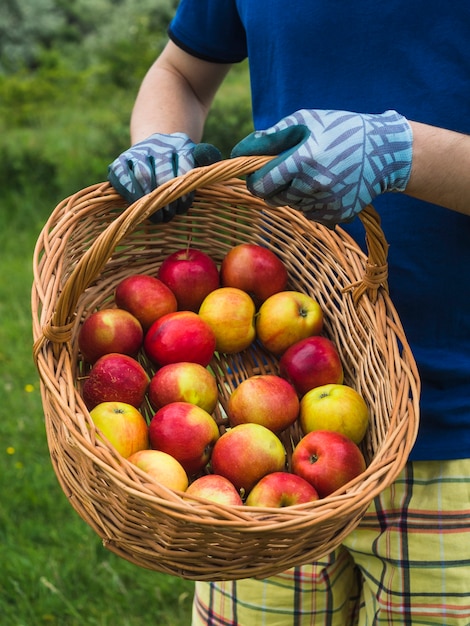 Mano que sostiene la manzana madura roja orgánica en la cesta