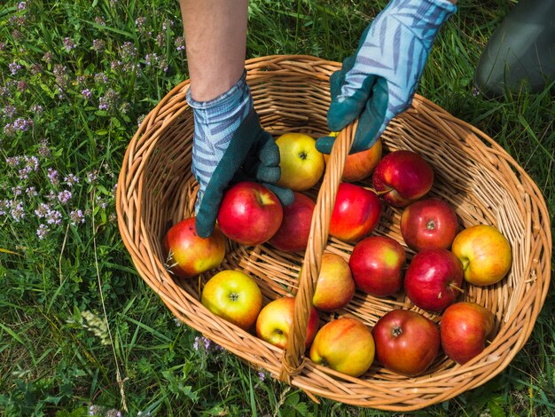 Mano que sostiene la manzana recién escogida de la cesta