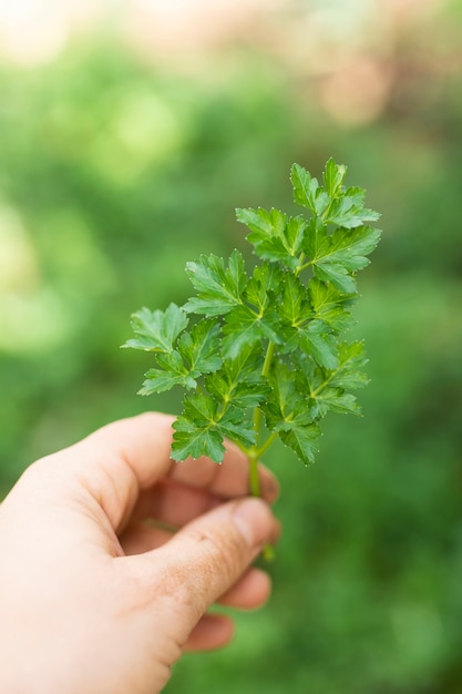 Mano que sostiene el perejil verde hermoso