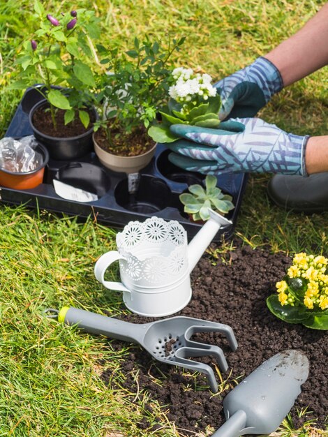 Mano que sostiene la planta de semillero floreciente en el jardín