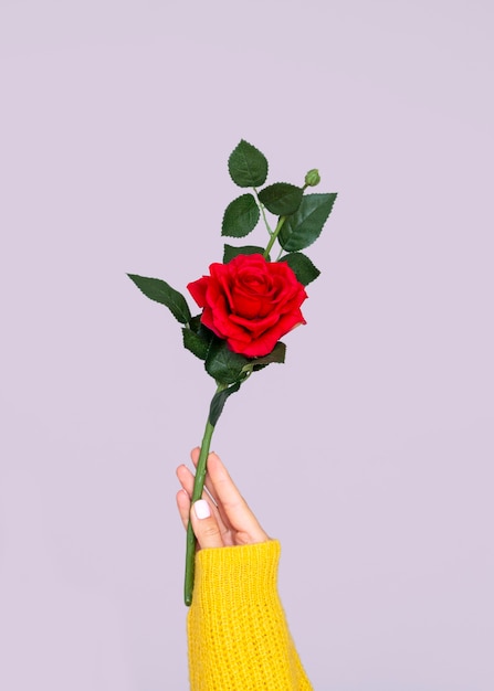 Foto gratuita mano que sostiene la rosa preciosa