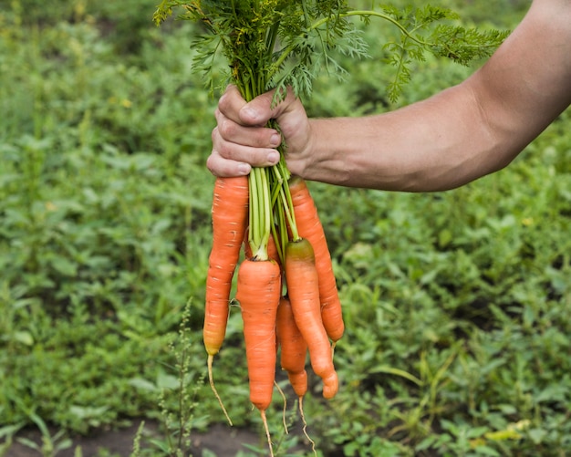 Foto gratuita mano que sostiene zanahorias frescas del jardín