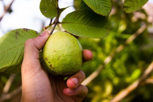 Mano recogiendo guayaba de un árbol