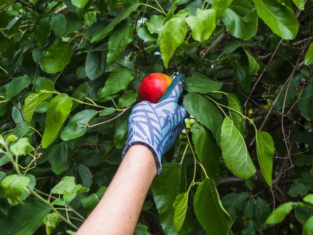 Mano recogiendo una manzana roja madura del árbol