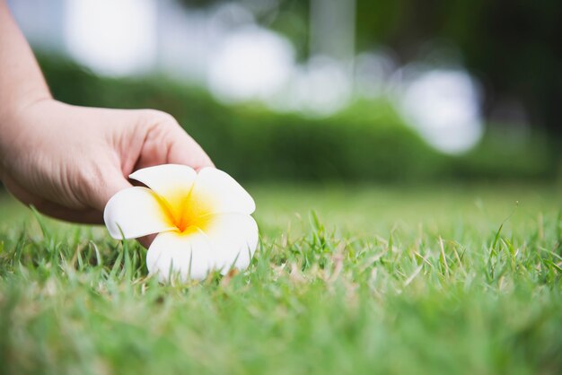 La mano de la señora escoge la flor del plumeria de la hierba verde molida - gente con concepto hermoso de la naturaleza