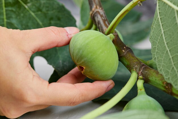 Mano sosteniendo un higo arrancado del árbol.