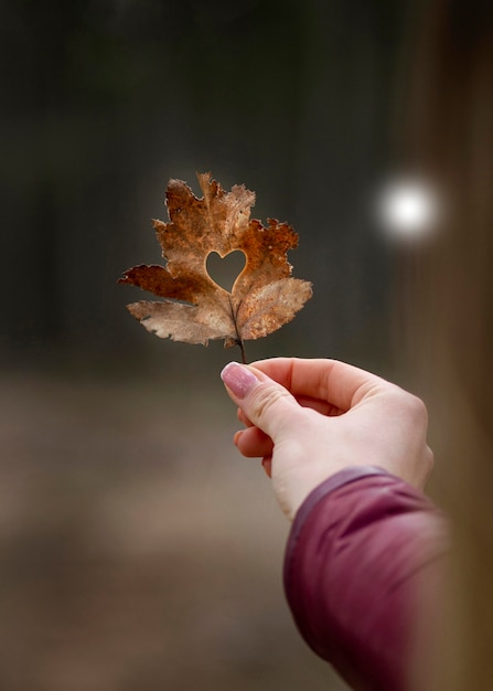 Mano sosteniendo linda hoja con forma de corazón