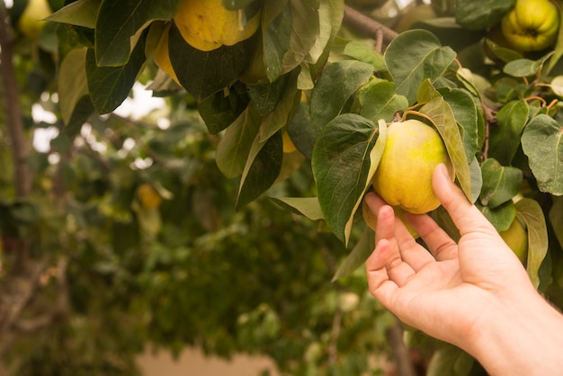 Mano sosteniendo membrillo de pera amarilla, frutas naturales y orgánicas