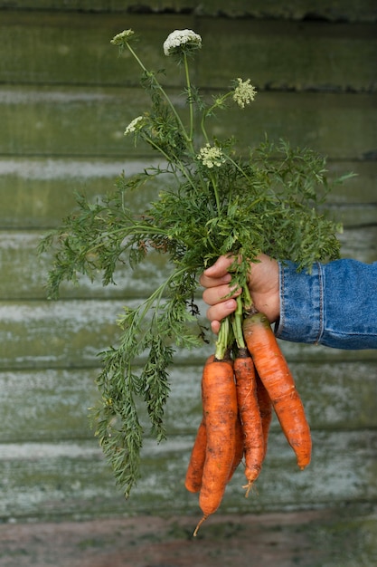 Foto gratuita mano sosteniendo un montón de zanahorias orgánicas