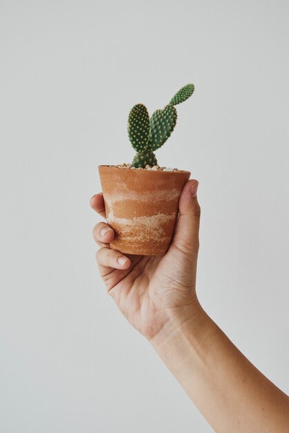 Mano sosteniendo un pequeño cactus en una linda maceta