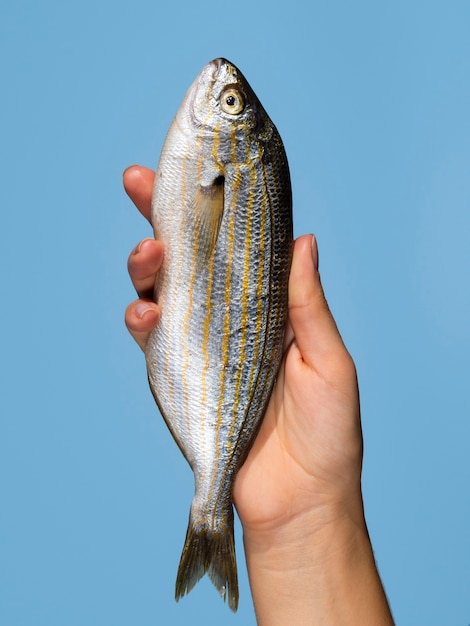 Mano sosteniendo pescado fresco con primer plano