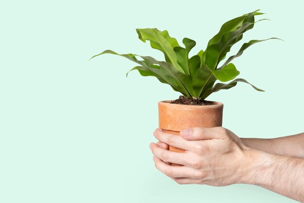 Mano sosteniendo la planta salvar el medio ambiente campaña