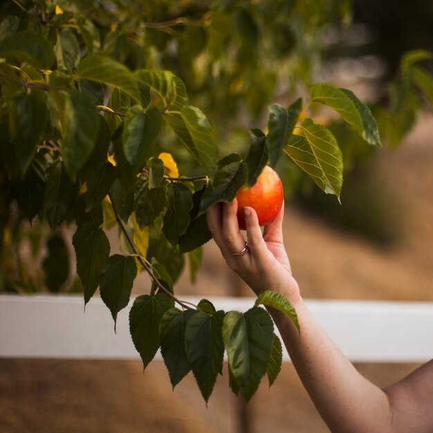 Mano sosteniendo rip manzana en el árbol