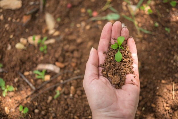 Mano sujetando una planta joven