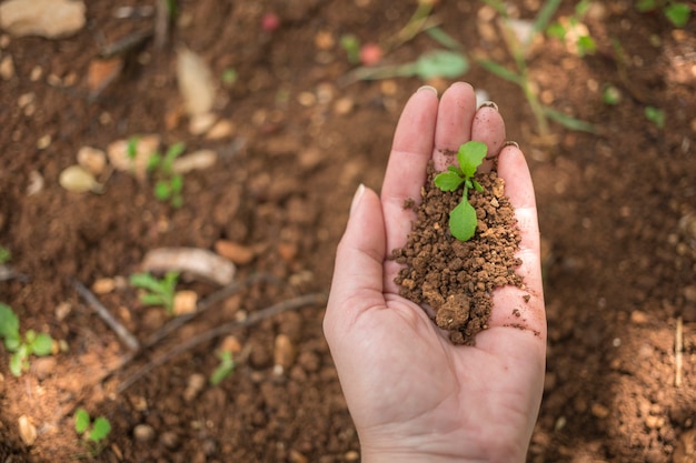 Mano sujetando una planta joven