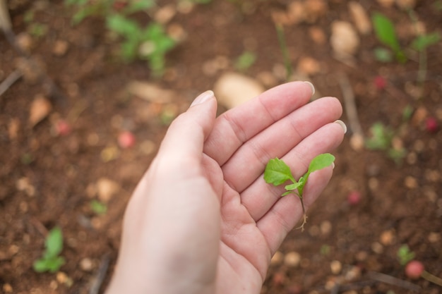 Mano sujetando una planta joven