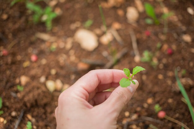 Mano sujetando una planta joven