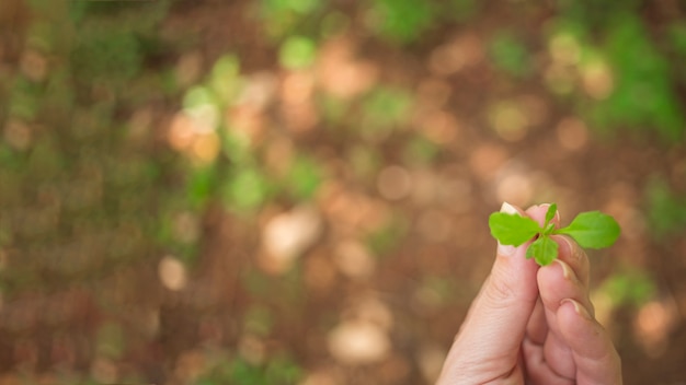 Mano sujetando una planta joven