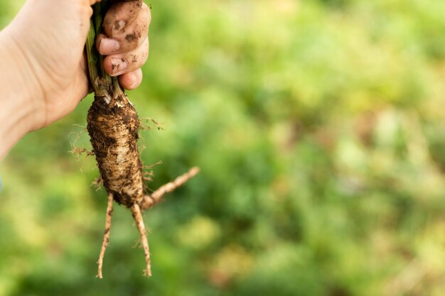 Mano sujetando la raíz de un vegetal