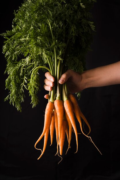 Mano sujetando zanahorias