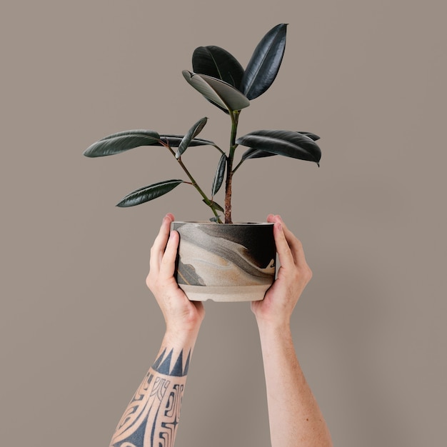 Mano tatuada sosteniendo una planta de caucho en maceta