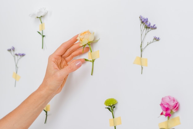 Mano tocando las flores de primavera