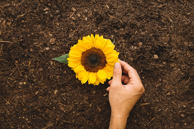 Mano tocando girasol