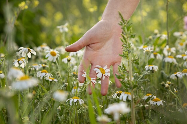 Mano tocando hermosa flor blanca