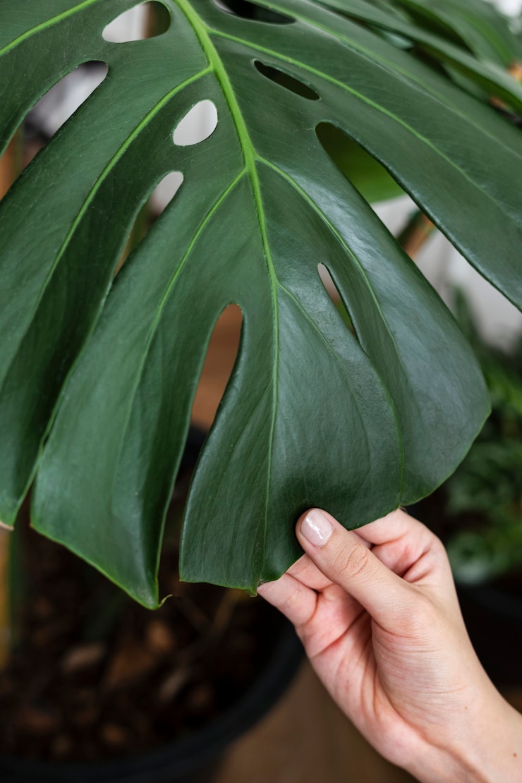 Foto gratuito mano tocando una hoja de monstera