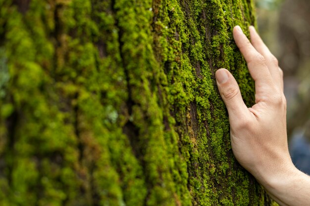 Mano tocando musgo de árbol cerrar