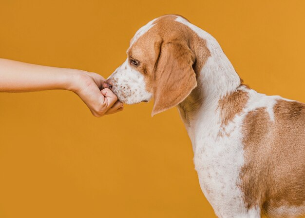 Mano tocando nariz adorable perro