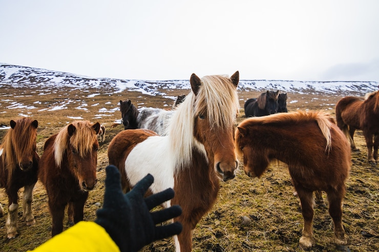 Foto gratuito mano tratando de tocar un pony shetland en un campo cubierto de hierba y nieve en islandia