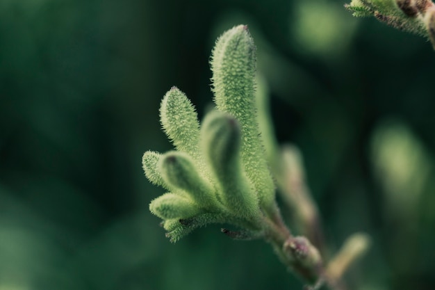 Manojo de brotes verdes peludos suaves