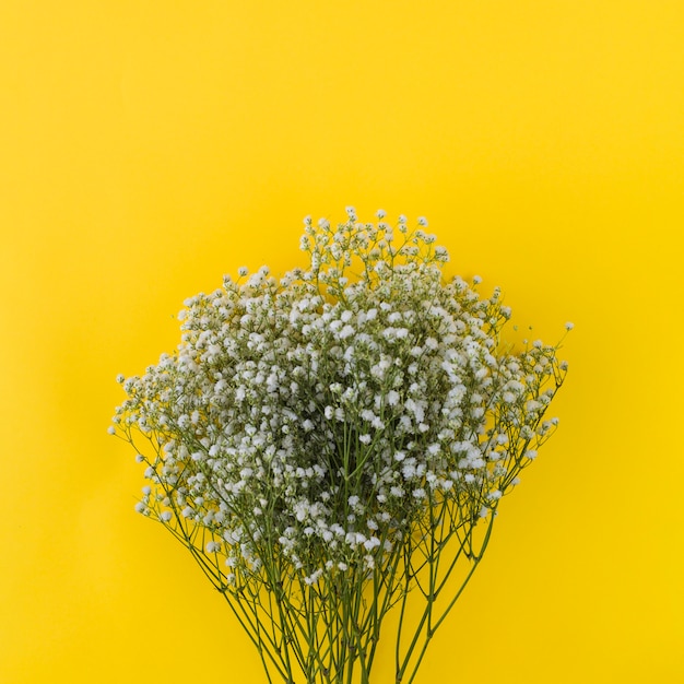 Foto gratuita manojo de gypsophila sobre fondo amarillo