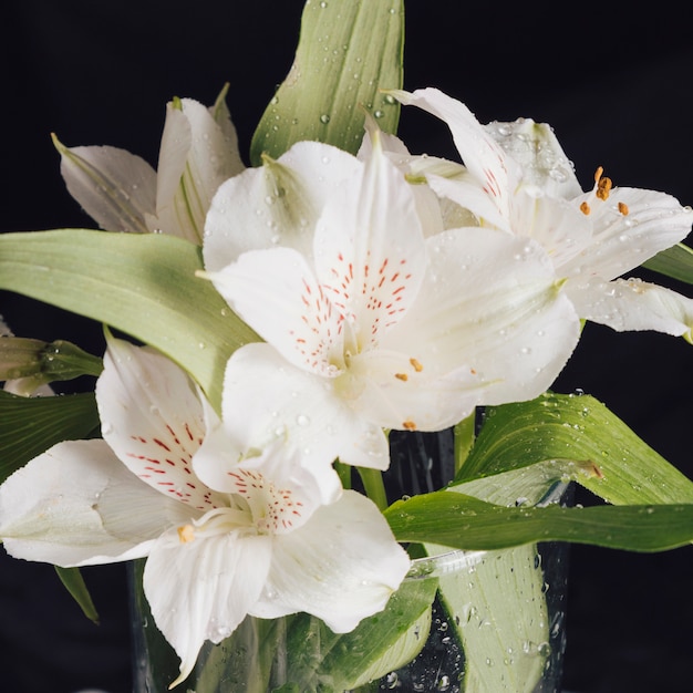 Manojo de hermosas flores blancas frescas en rocío en florero