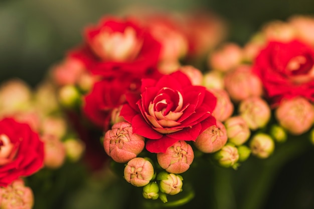 Manojo de hermosas flores rojas frescas