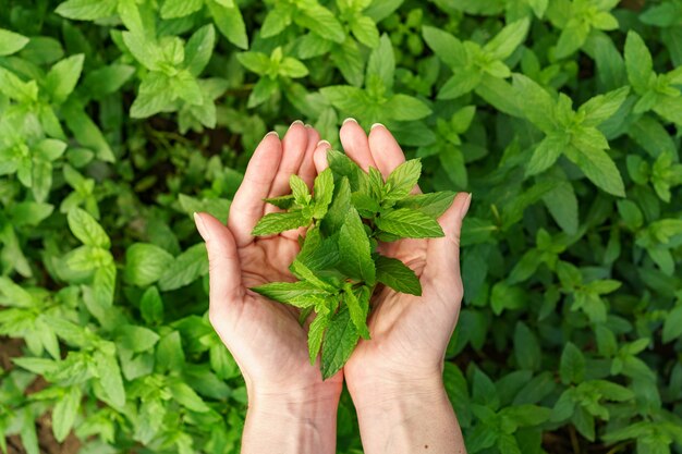 Un manojo de menta fresca en manos femeninas.