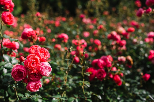 Manojo de peonía rosa fresca que crece en el jardín