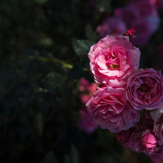 Manojo de rosas en arbusto