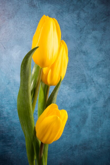 Manojo de tulipanes amarillos sobre fondo azul grunge