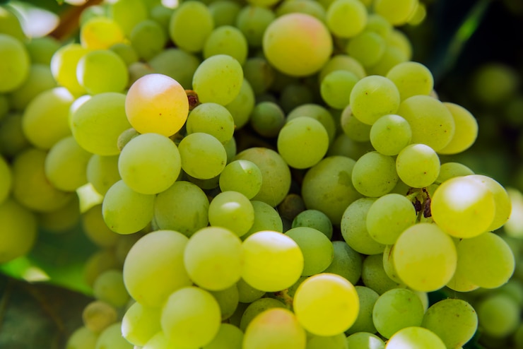 Manojo de uvas en un fondo del cielo asoleado. De cerca.