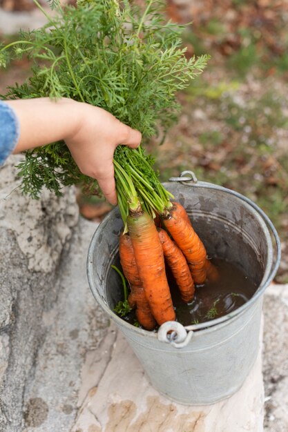 Manos agarrando zanahorias de un cubo gris